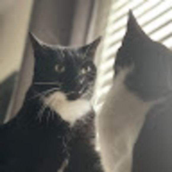 putitonpaws